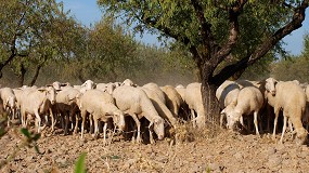 Foto de Tres de cada cuatro explotaciones de ovino de carne tienen pérdidas si se excluyen los pagos desacoplados