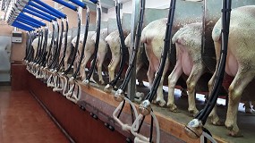 Foto de El volumen de leche de oveja en los contratos obligatorios sube un 3,5% en el último año