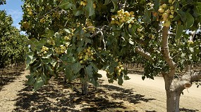 Foto de El cultivo de pistacho suma adeptos entre los agricultores extremeños