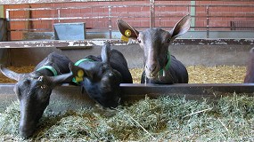 Foto de El precio del concentrado de cabras lecheras se incrementa un 3,2% en el mes de enero