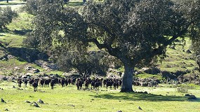 Foto de España ya es oficialmente indemne de brucelosis ovina y caprina en todo el territorio peninsular