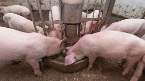 Foto de El coste de los piensos en porcino sube alrededor de un 20% en el último semestre