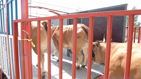 Foto de El Ministerio cambiará la normativa de transporte de animales para asegurar el bienestar