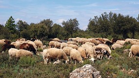 Foto de El censo de ovino sube en el sur peninsular a costa de descensos en las regiones del norte