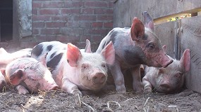 Foto de Un enfoque de biología de sistemas para arrojar luz sobre la calidad del esperma en los cerdos