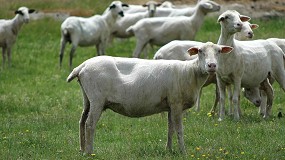 Foto de La piel fina de oveja se revaloriza un 28,6% en el último mes, pero sigue cayendo un 12,9% interanual