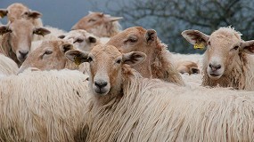 Foto de Eficiencia de los métodos de detección y selección genética frente a los lentivirus ovinos y caprinos
