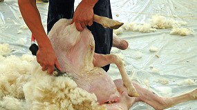 Foto de La campaña de esquileo ya arranca con la mano de obra cubierta y una depreciación en la lana