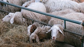 Foto de Escalada sin fin del precio de los piensos en ovino lechero con una subida del 7,7% en el primer trimestre de 2021