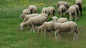 Foto de El precio de los corderos se eleva hasta un 22,4% respecto a la pasada primavera