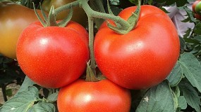 Foto de ASAJA estima que Almería ha perdido 2.000 hectáreas de cultivo de tomate en los últimos 9 años