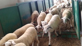 Foto de El coste del concentrado para corderos de cebo frena su subida en el último mes