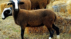 Foto de Un total de veinte razas ovinas guardan su “copia de seguridad” en el Banco de Germoplasma