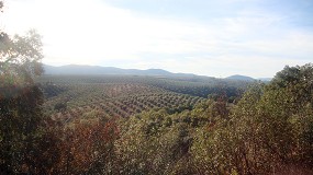 Foto de Influencia de la ubicación del olivar en la composición de aceites de oliva vírgenes: caso de Cornicabra y Manzanilla Cacereña en la comarca de Villuercas Ibores Jara