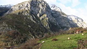 Foto de Arranca la temporada de pastos en la Montaña de Covadonga (Asturias) para ovejas y cabras