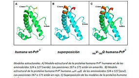Foto de Identificados dos aminoácidos que favorecen la resistencia a las infecciones con priones