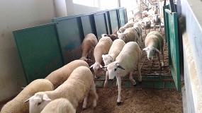 Foto de Primer descenso en el precio del cebo de corderos desde el pasado mes de agosto