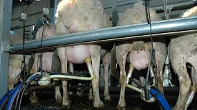 Foto de Abril marca una nueva reducción interanual del 1,8% en la producción de la leche de oveja