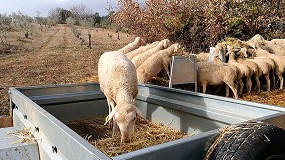 Foto de Castilla y León pierde en un año un total de 130 ganaderos del sector ovino lechero