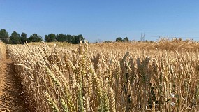 Foto de Prácticas agrícolas sostenibles en el cultivo de cereal para consumo humano