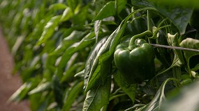 Foto de El pimiento reemplaza al tomate como producción líder en la horticultura almeriense