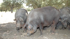 Foto de Livestock Genetics from Spain organiza un coloquio para dar a conocer la raza porcina Ibérica