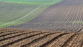 Foto de Los cultivos leñosos crecen en España mientras se reduce un 20% la superficie de leguminosas