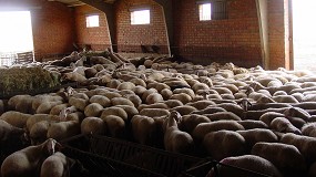 Foto de La reducción interanual del censo de ganaderos de ovino lechero se estabiliza en torno al 5%
