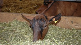 Foto de El pienso para cabras lecheras frena su subida con un incremento del 0,9% en los últimos tres meses