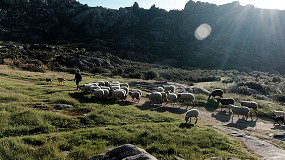 Foto de Los rebaños de ovino y caprino como grandes aliados para la prevención de incendios forestales