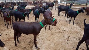 Foto de Los precios empujan a los ganaderos de caprino lechero a volver a la producción