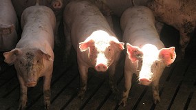 Foto de Los productores de porcino creen que España debe retomar otros destinos ante el descenso de la demanda china