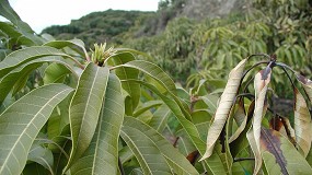 Foto de Investigadores describen los factores que influyen en la necrosis apical del mango