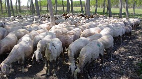 Foto de Las pérdidas por toxoplasmosis en ovino lechero llegan hasta los 171,80 euros por aborto