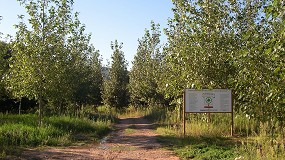 Foto de Las choperas, una masa forestal con gran potencial de producción y desarrollo sostenible