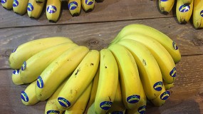 Foto de Exención temporal de la norma de comercialización a los plátanos afectados por el volcán de La Palma