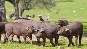 Foto de Un grupo operativo impulsa bioseguridad y control de jabalíes para prevenir la peste porcina africana