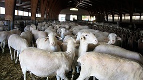 Foto de Los cebaderos de ovino de Castilla-La Mancha importan animales por la baja producción anual