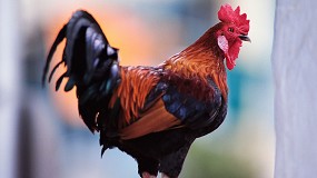 Foto de Cataluña intensifica los controles en aves tras la detección de influenza aviar