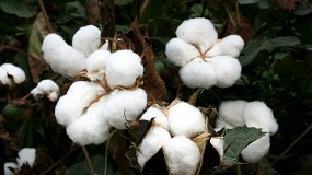 Foto de Publicada la orden para el pago específico al cultivo del algodón