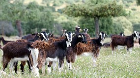 Foto de ICAR publica una guía de trabajo sobre rendimientos cárnicos en ovino y caprino