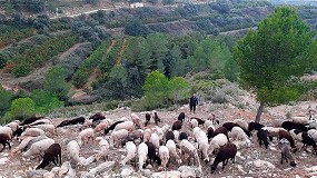 Foto de La raza ovina Lojeña continúa su expansión por rebaños de la Comunidad Valenciana