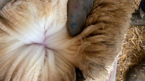 Foto de Rizo, largura y blancura son las claves para una lana de calidad en la raza Merina