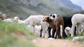 Foto de Doble jornada online sobre bioseguridad en las explotaciones de ovino y caprino