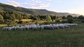 Foto de Medidas concretas para abordar la bioseguridad en las explotaciones de ovino y caprino