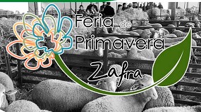 Foto de Más de 890 ejemplares de varias razas ovinas participan en la Feria de Primavera de Zafra