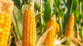 Foto de Bruselas espera una “evaluación de riesgos” tras la flexibilización de requisitos de España para traer maíz