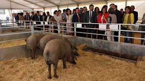 Foto de Más de 500 animales estarán presentes en la Feria Agroganadera del Valle de los Pedroches