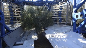 Foto de Innovación y tecnología para un olivar sostenible