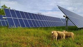 Foto de El pastoreo de un rebaño de ovejas controlará la vegetación de unas placas fotovoltaicas en Huelva